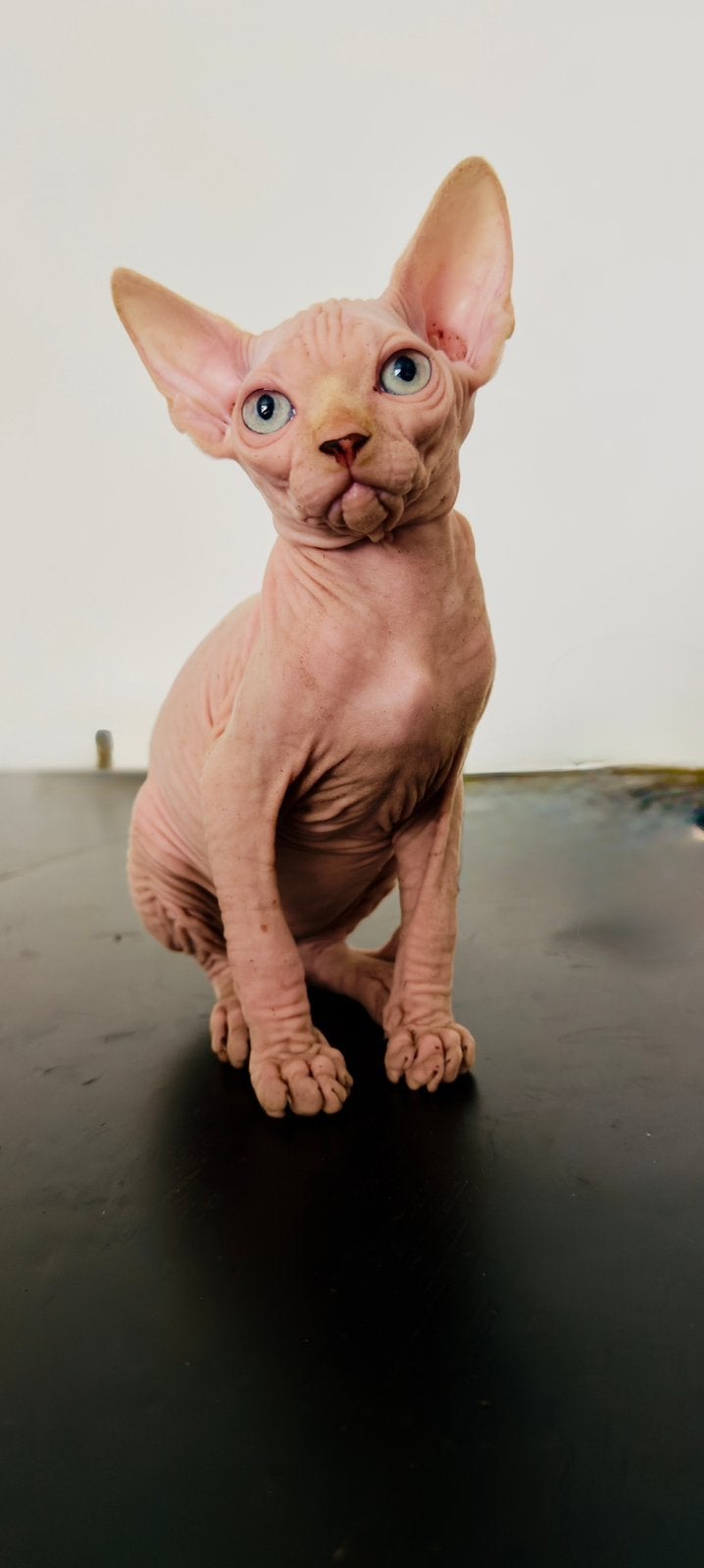 Sphynx kittens, Kater, Gechipt, 0 tot 2 jaar