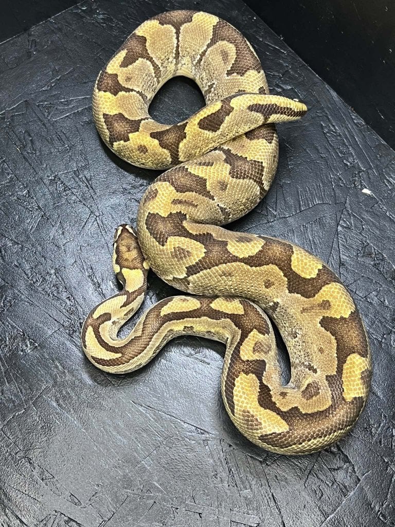 Ball python 1.0 Mario (Houten) Ball Python - male for sale from shirley