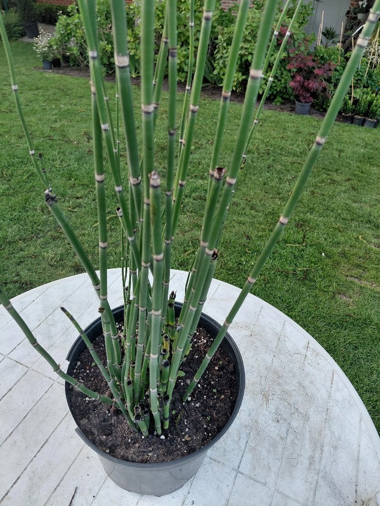 Equisetum Japonicum, Tuin en Terras, Ophalen, Halfschaduw