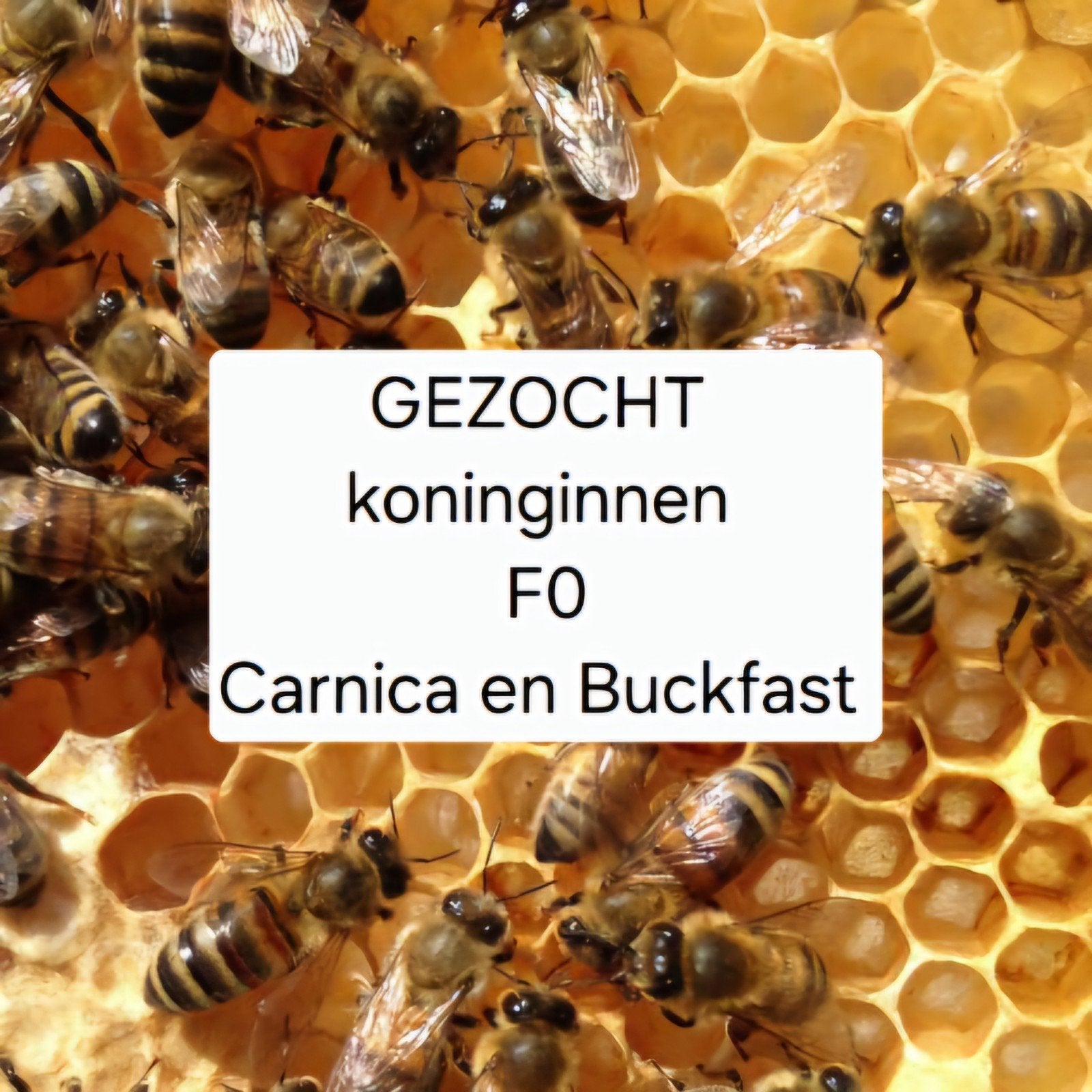 Gezocht F0 Carnica en Buckfast koninginnen, Dieren en Toebehoren, Insecten en Spinnen