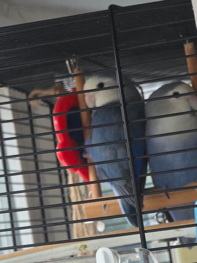 Oiseaux amoureux, Plusieurs animaux, Perroquet nain ou Inséparable, Parleur