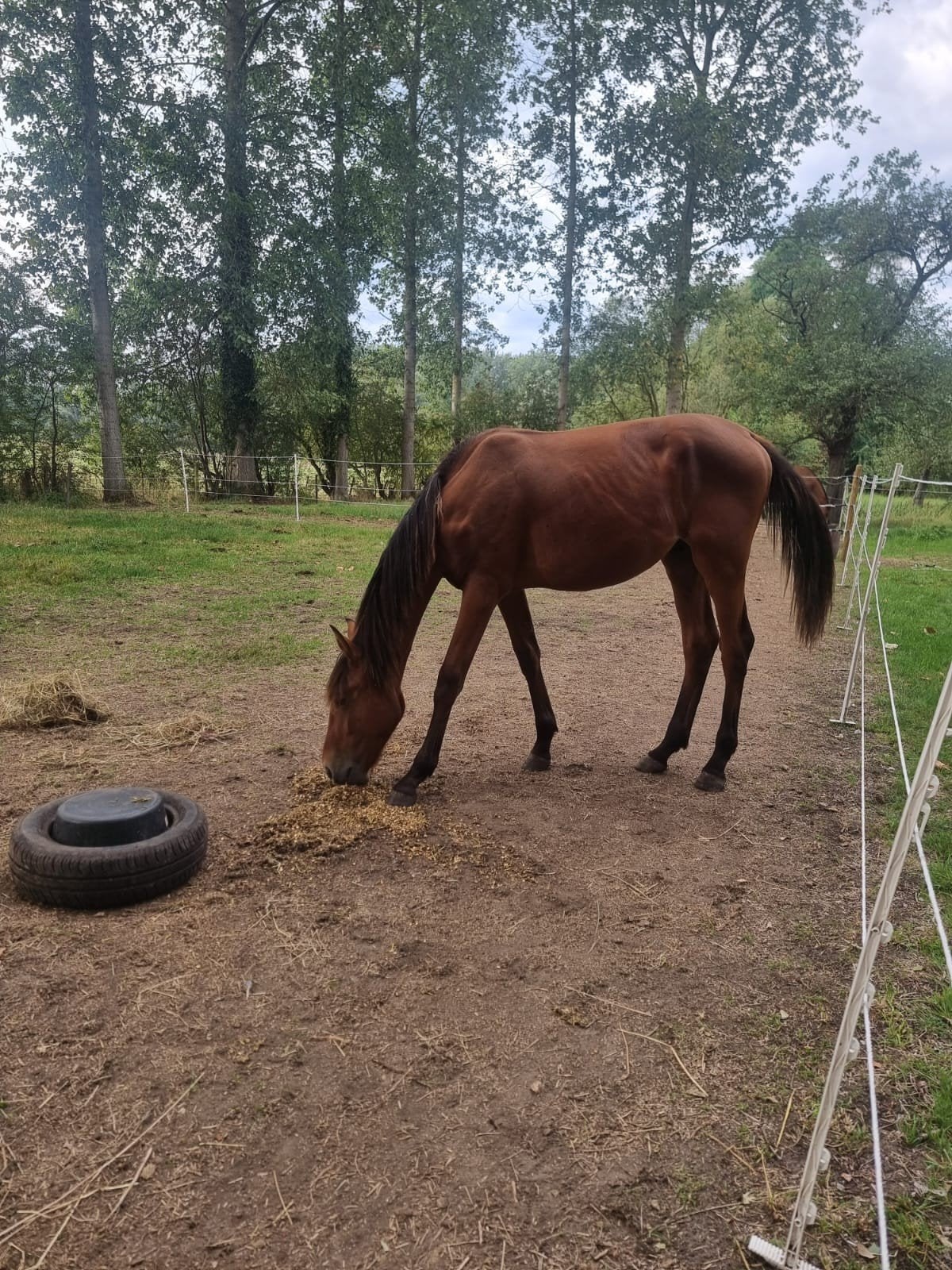 Jaarling hengst, Avec puce électronique, Moins de 160 cm, Étalon, 0 à 2 ans