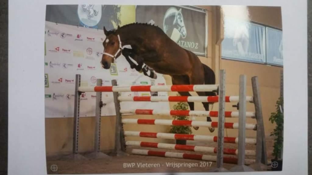 Fokmerrie Canatano vd Hunters, Jument