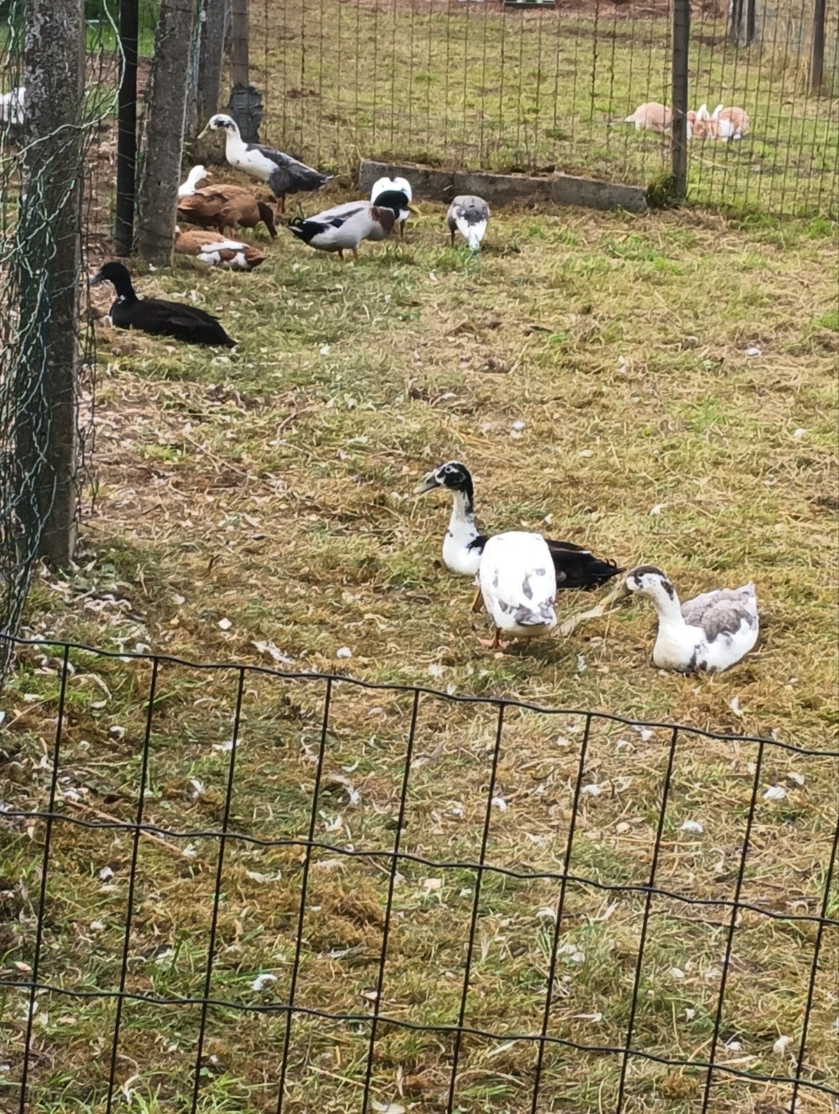 Indische loopeenden, Dieren en Toebehoren, Pluimvee