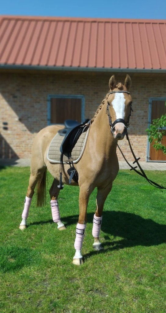 Chique 3j Dressuurpony, Merrie, Met stamboom, Dressuurpony, Zadelmak
