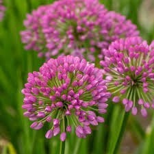 Allium Millennium, Tuin en Terras, Ophalen