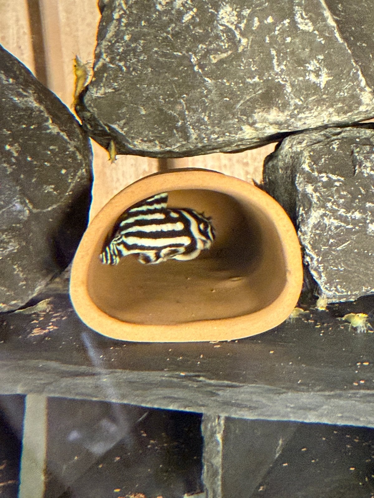 Zebra pleco koppel l046, Animaux & Accessoires, Poisson, Poisson d'eau douce