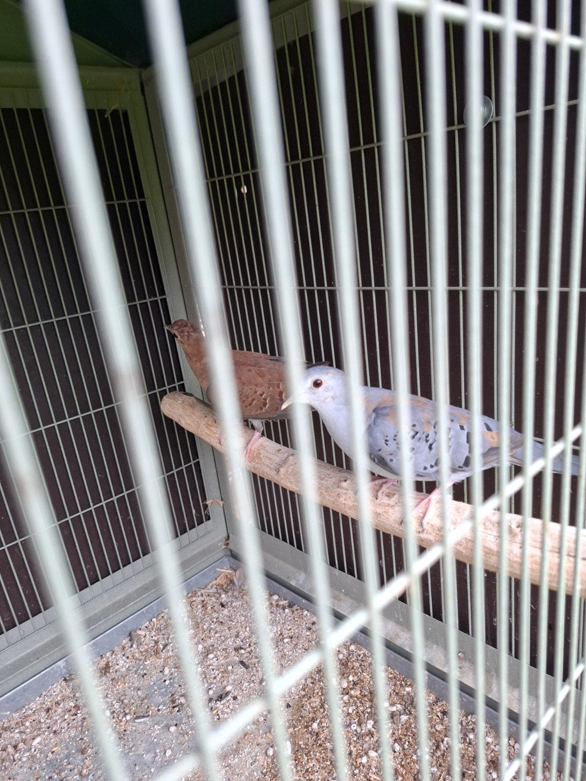 pigeons terrestres bleus