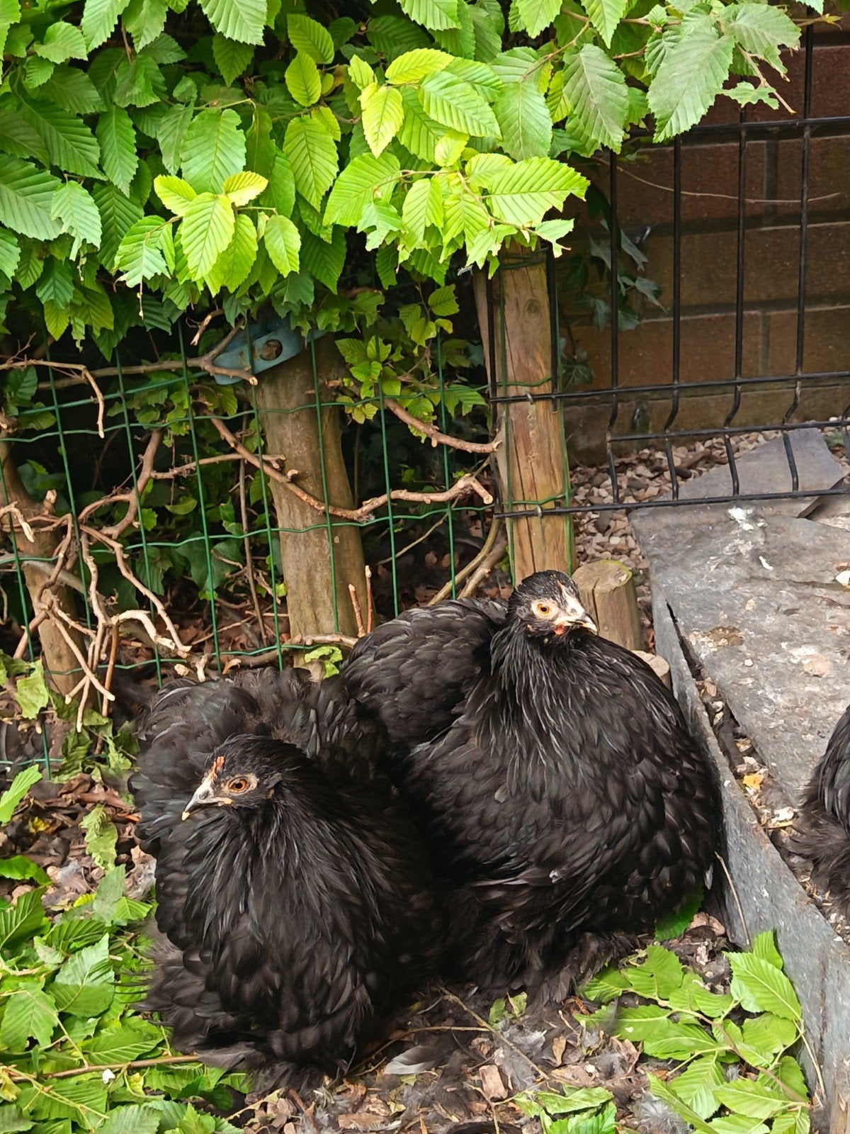 Jonge Cochin krielen, Dieren en Toebehoren, Pluimvee