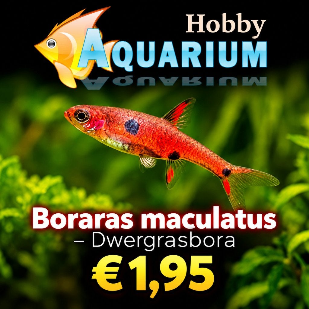 Hobbyaquarium Boraras Macullatus / dwergrasbora 24/25/26Sept, Vis, Zoetwatervis, Schoolvis