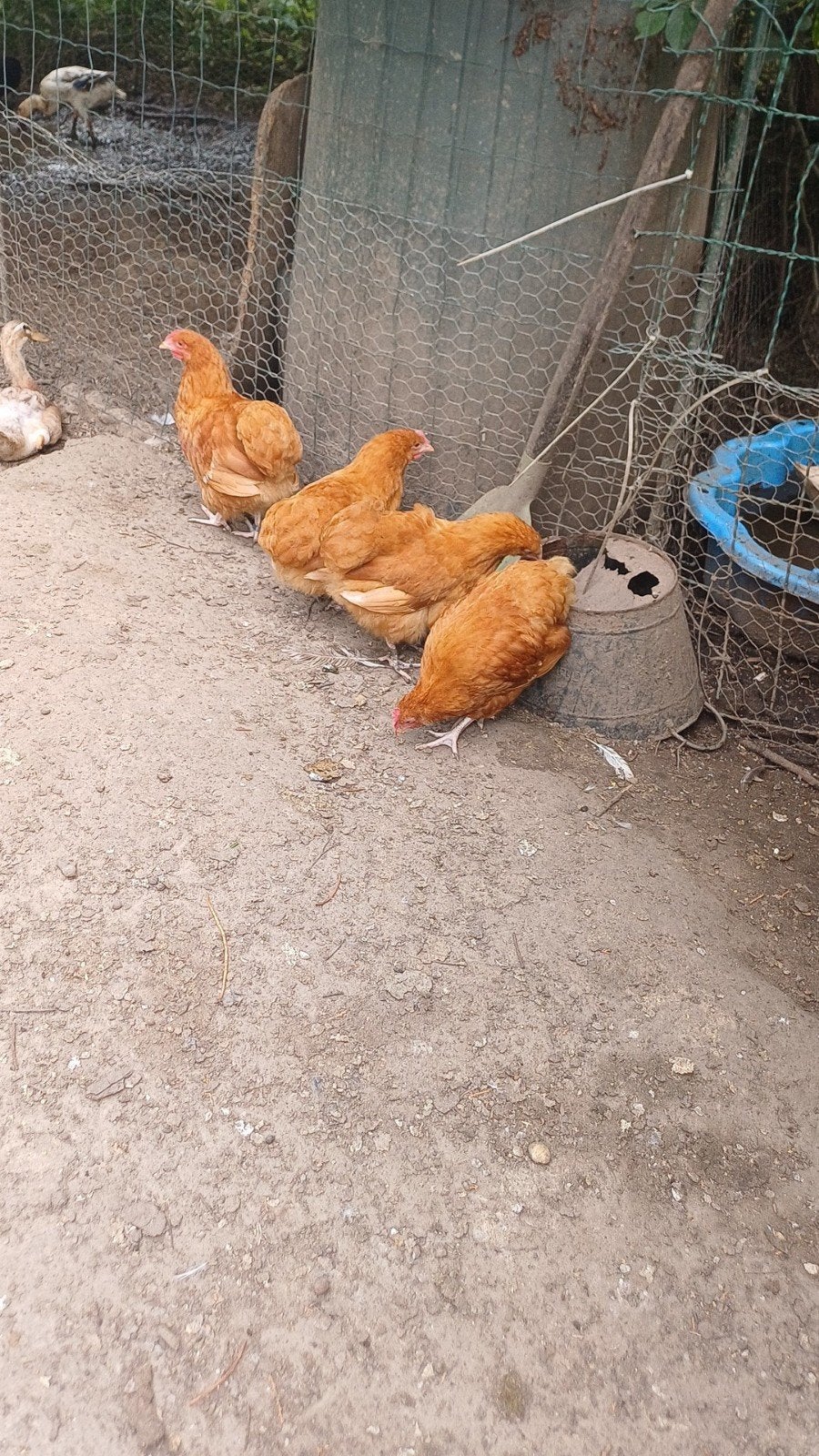 Orpington kriel haan, Mâle, Poule ou poulet