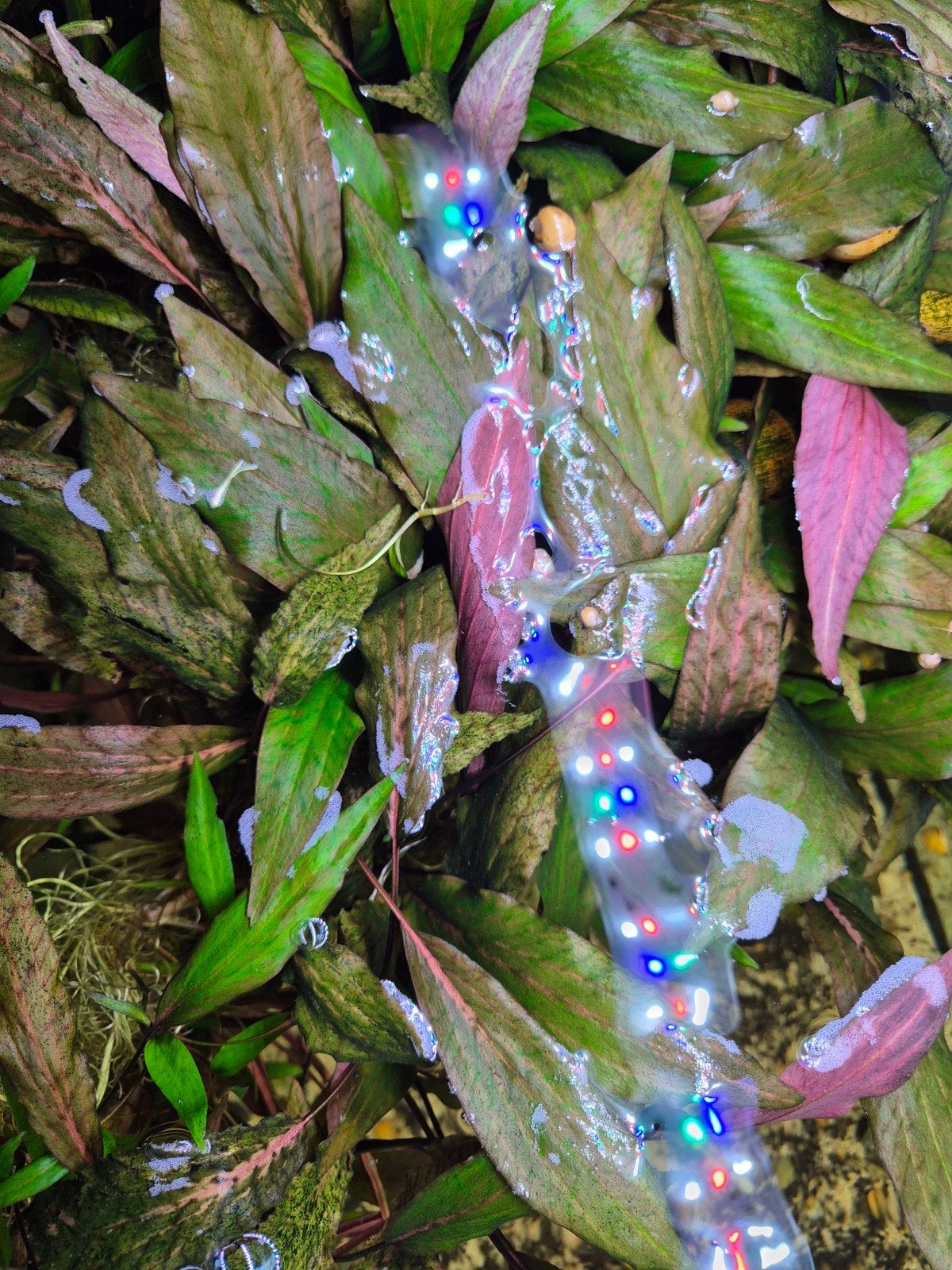 Cryptocoryne wendtii Flamingo - limited edition