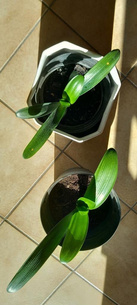 Clivia of Sint-Jozef plant - bladlengte 15 cm, Bloeiende kamerplant, Ophalen of Verzenden, Halfschaduw, Minder dan 100 cm