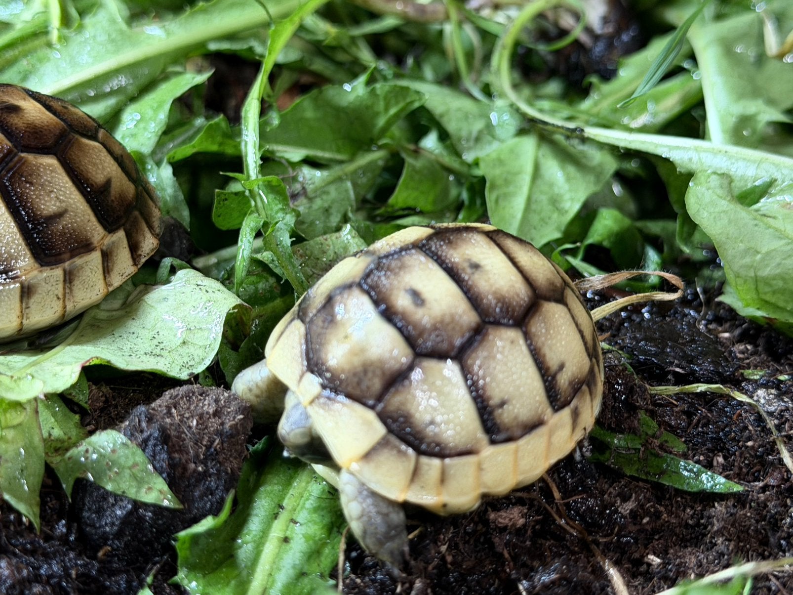 Tortues Hermann boettgeri