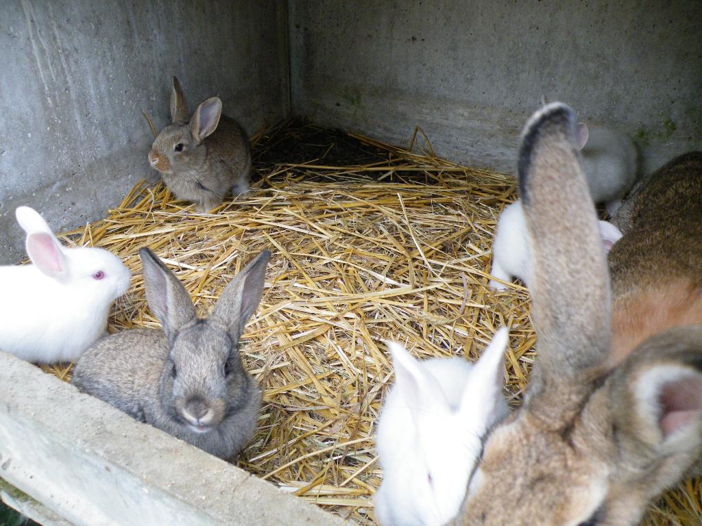 lapins, Animaux & Accessoires, Lapins, Plusieurs animaux, Grand, 0 à 2 ans