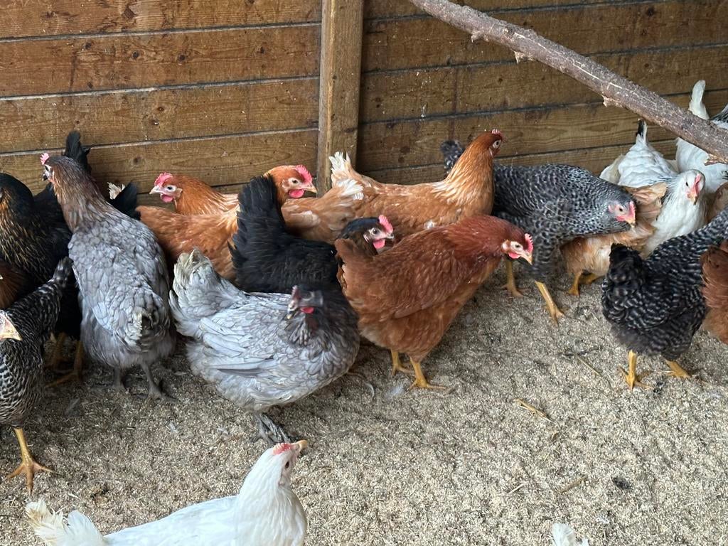 Ruime keuze kippen in Rillaar, Dieren en Toebehoren