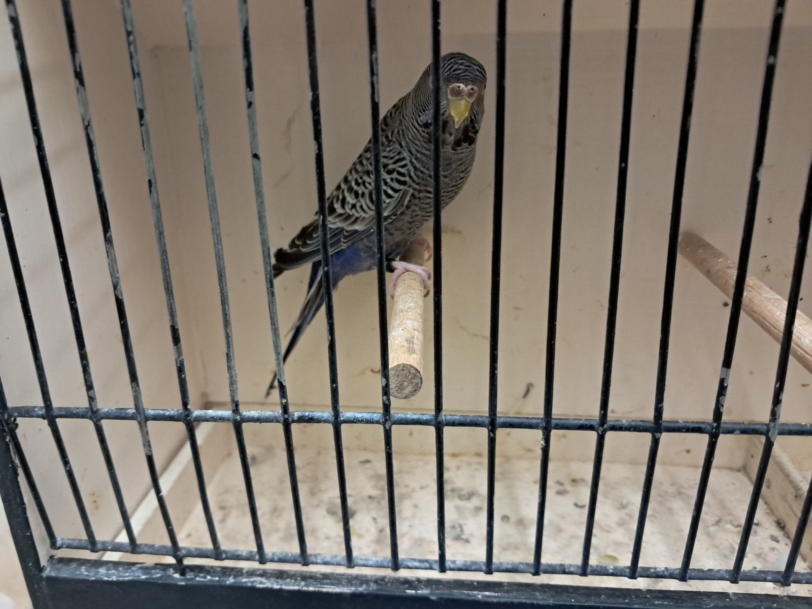 blackface violette split blw, Dieren en Toebehoren, Vogels | Overige Vogels