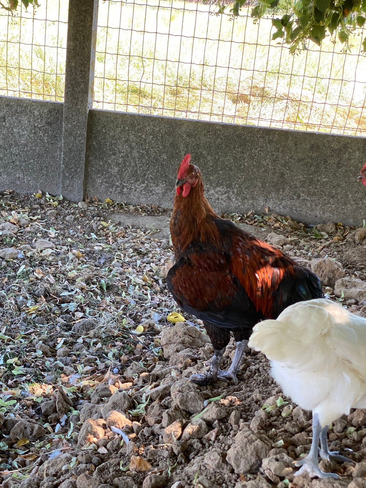 Marans hanen, Dieren en Toebehoren, Pluimvee, Mannelijk, Kip