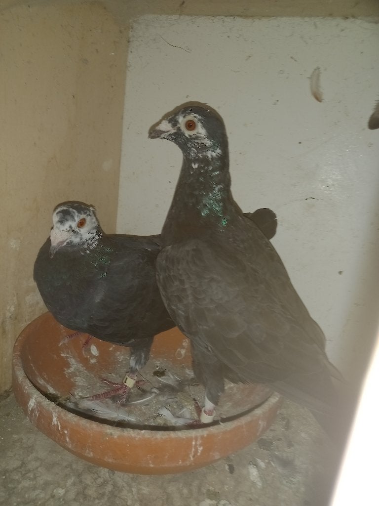 Koppel kleurpostduiven, Meerdere dieren, Postduif