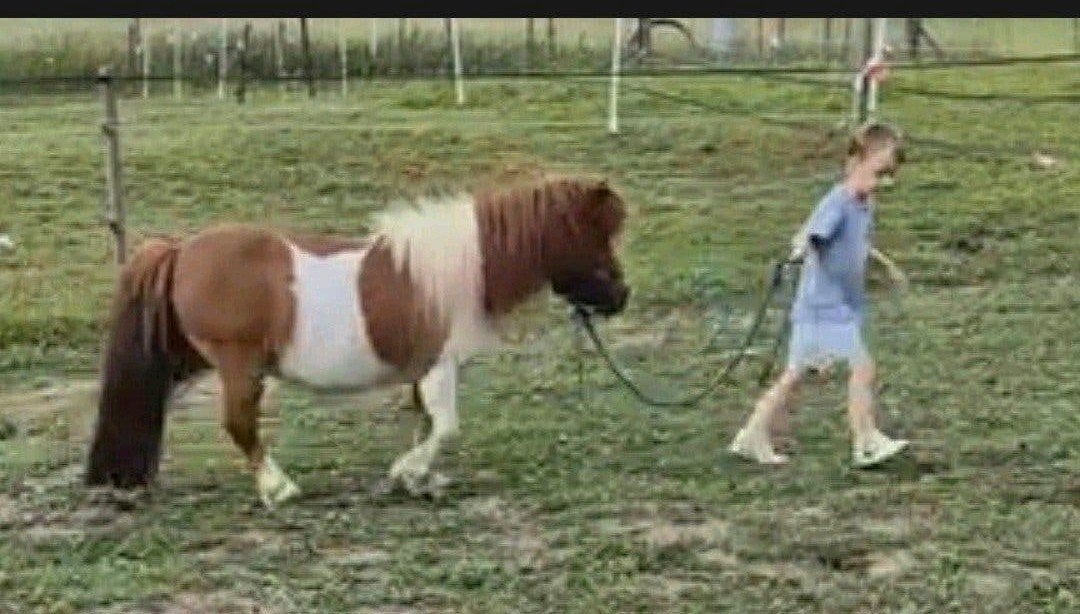14 jarige therapie pony ruin, Gechipt, Ruin, A pony (tot 1.17m), 11 jaar of ouder