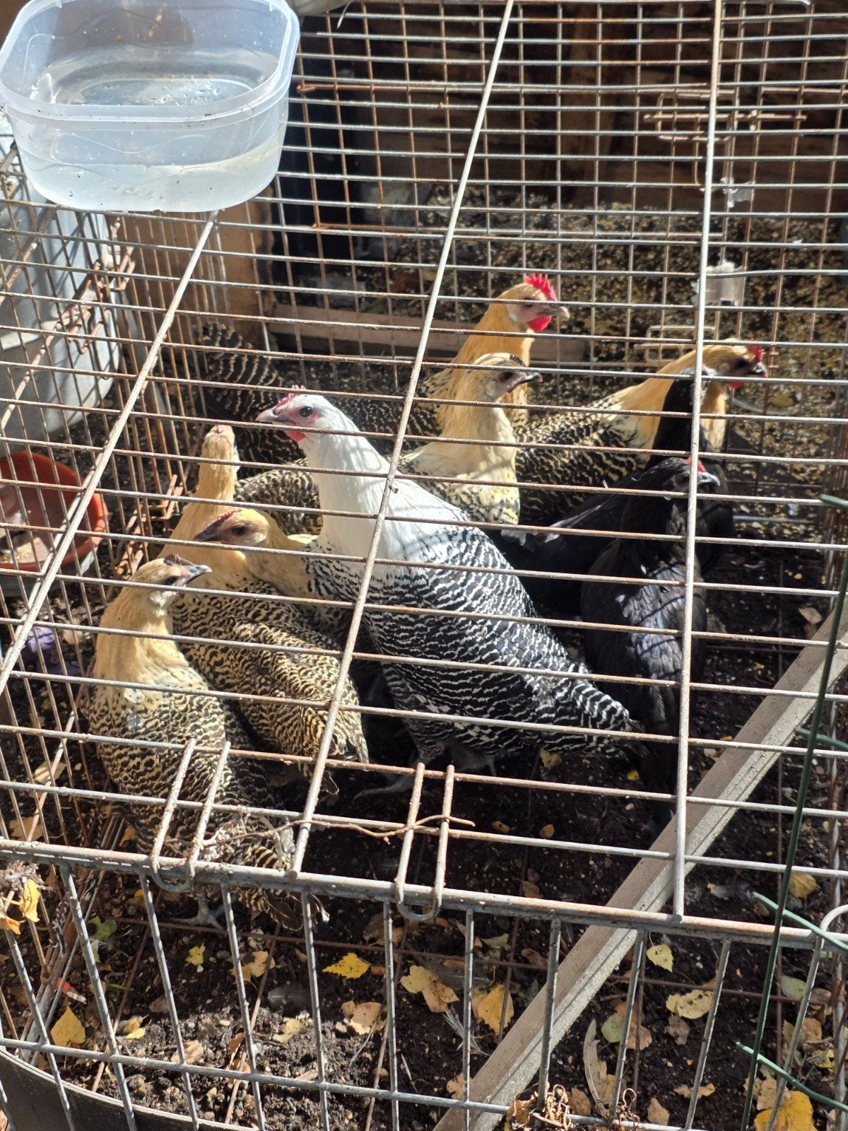 À vendre : 10 poules pondeuses 
10 jeunes poules pondeuses, Enlèvement ou Envoi