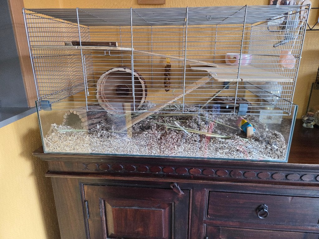Hamster doré mâle avec belle et grande cage de luxe  ., Animaux & Accessoires, Neuf, 75 à 110 cm, Cage, Enlèvement