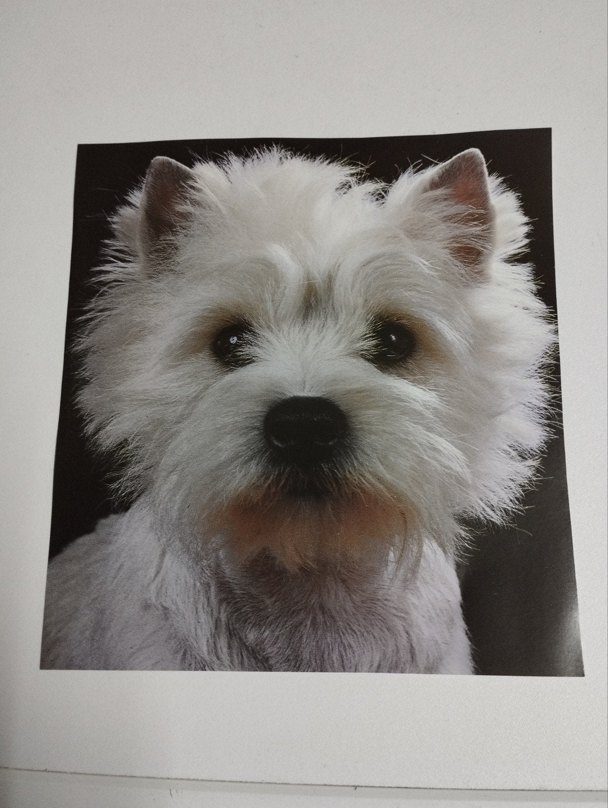 een prent over een hond ras weet ik niet kleur verschillende, Enlèvement, Gravure