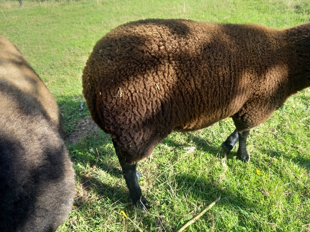 Schaap bette vrouwelijk jonge ooi, Dieren en Toebehoren, Vrouwelijk, Schaap, 0 tot 2 jaar
