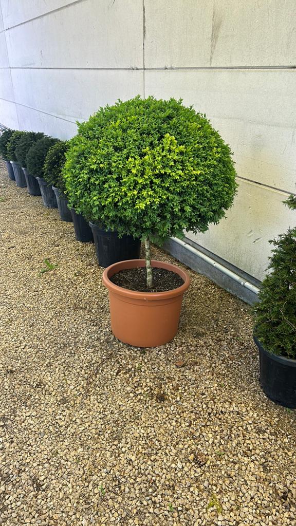 Buxus bol op stam, Tuin en Terras, Ophalen, Buxus