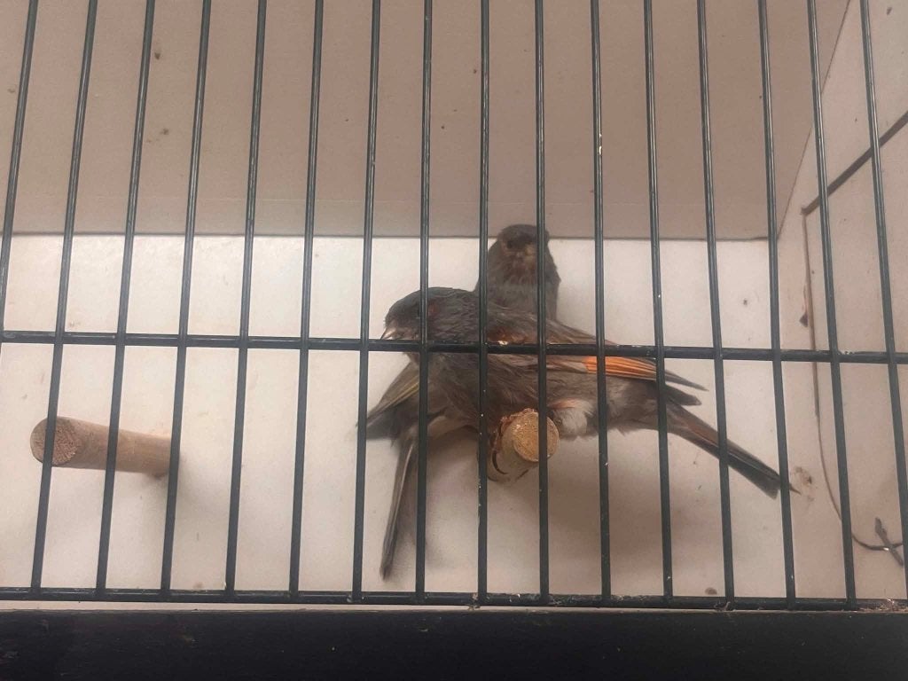 Verschillende soorten kanaries, Dieren en Toebehoren
