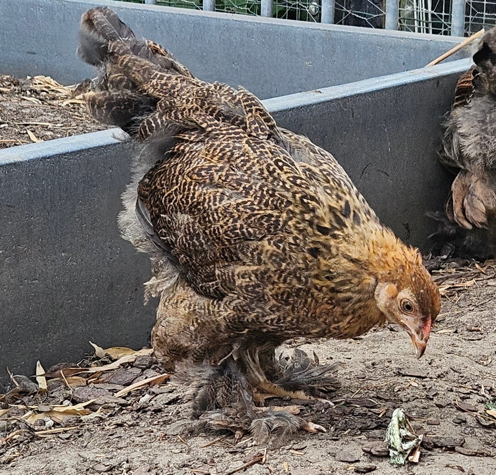 Trio Brahma goudpatrijs groothoenders, Dieren en Toebehoren, Pluimvee, Meerdere dieren, Kip
