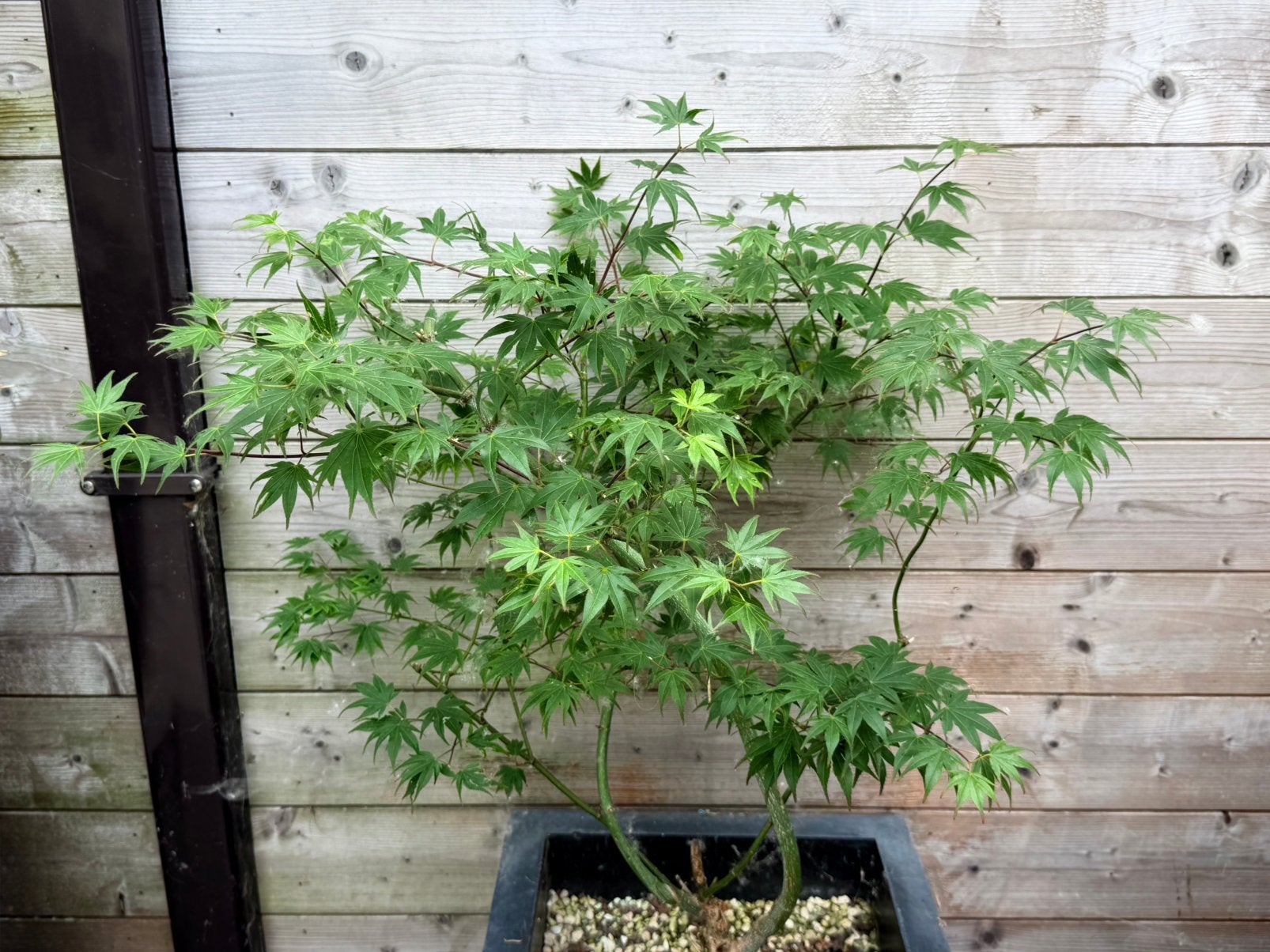 Érable japonais, Jardin & Terrasse, En pot, 100 à 250 cm, Autres espèces, Enlèvement