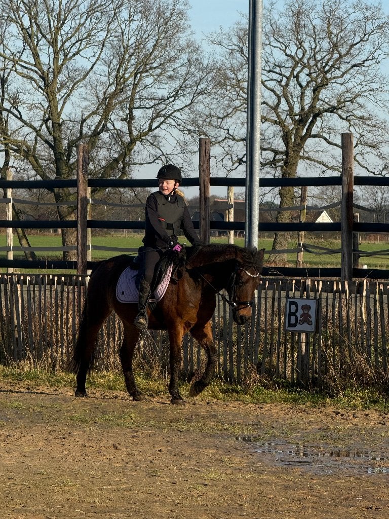 D pony, Poney de récréation, Poney D (1.37 m à 1.48m), Vermifugé, Jument