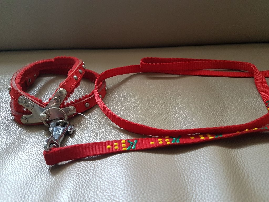 Nieuwe rode hondenleiband, Dieren en Toebehoren, Ophalen, Nieuw, Hondenriem