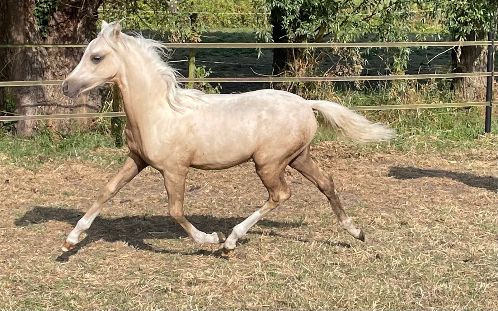 2 prachtige welsh sectie b(1m32) palomino merrie, vos hengst, Poney C (1.27 m à 1.37m), Plusieurs animaux, Avec pedigree, Ne s'applique pas