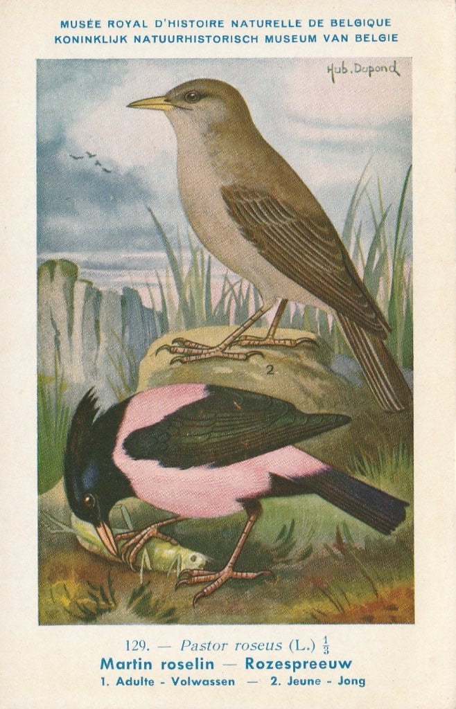 ROZE SPREEUW, Verzamelen, Postkaarten | Dieren, Verzenden, Ongelopen, Vogel