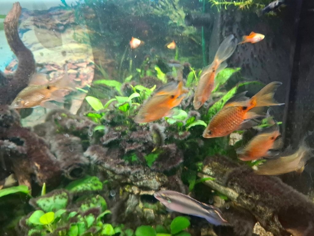 Gratis vissen ( mannetjes en vrouwtjes ) !!!., Animaux & Accessoires, Poisson, Poisson d'eau douce, Banc de poissons