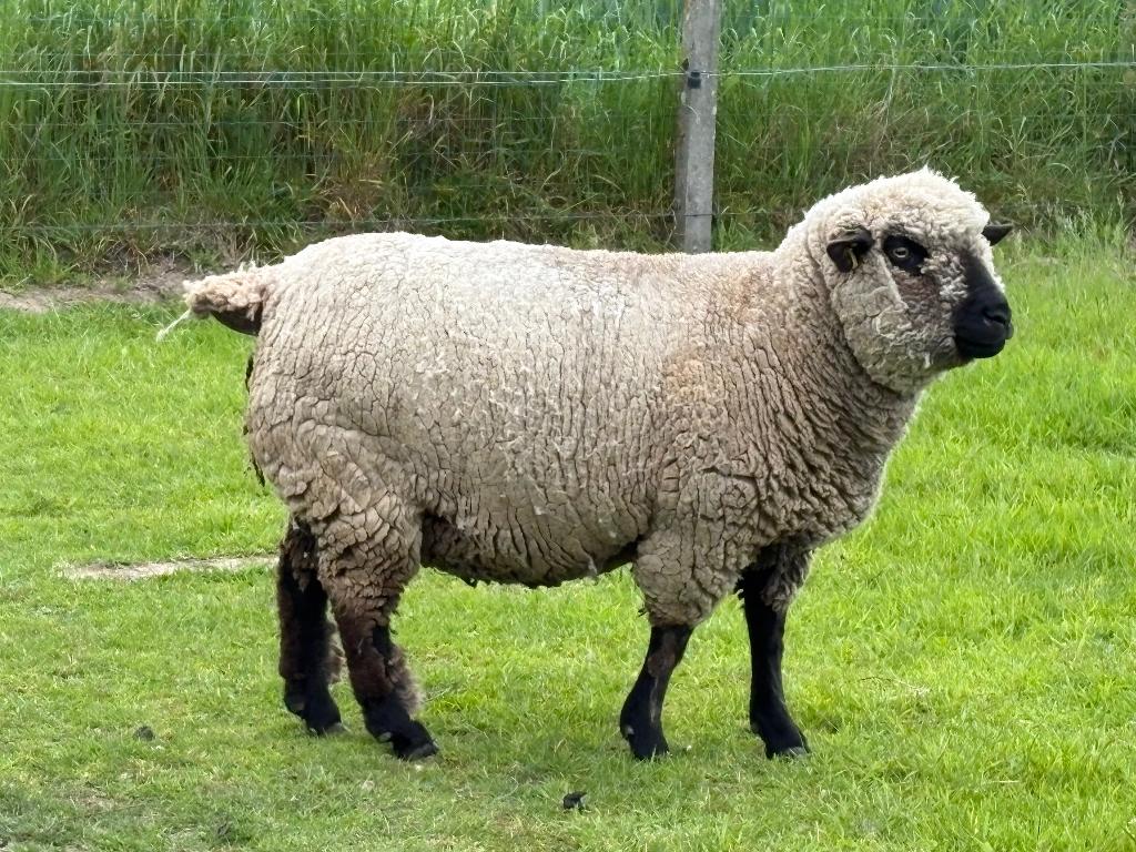 Hampshire Down ooi stamboom, Vrouwelijk, Schaap, 3 tot 5 jaar