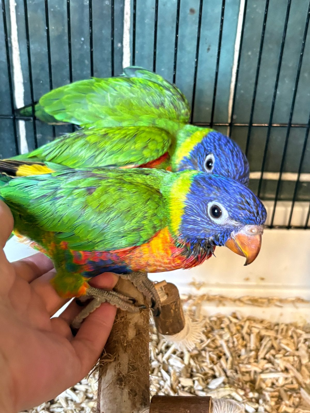Loriquet arc en ciel, Plusieurs animaux, Perruche, Bagué