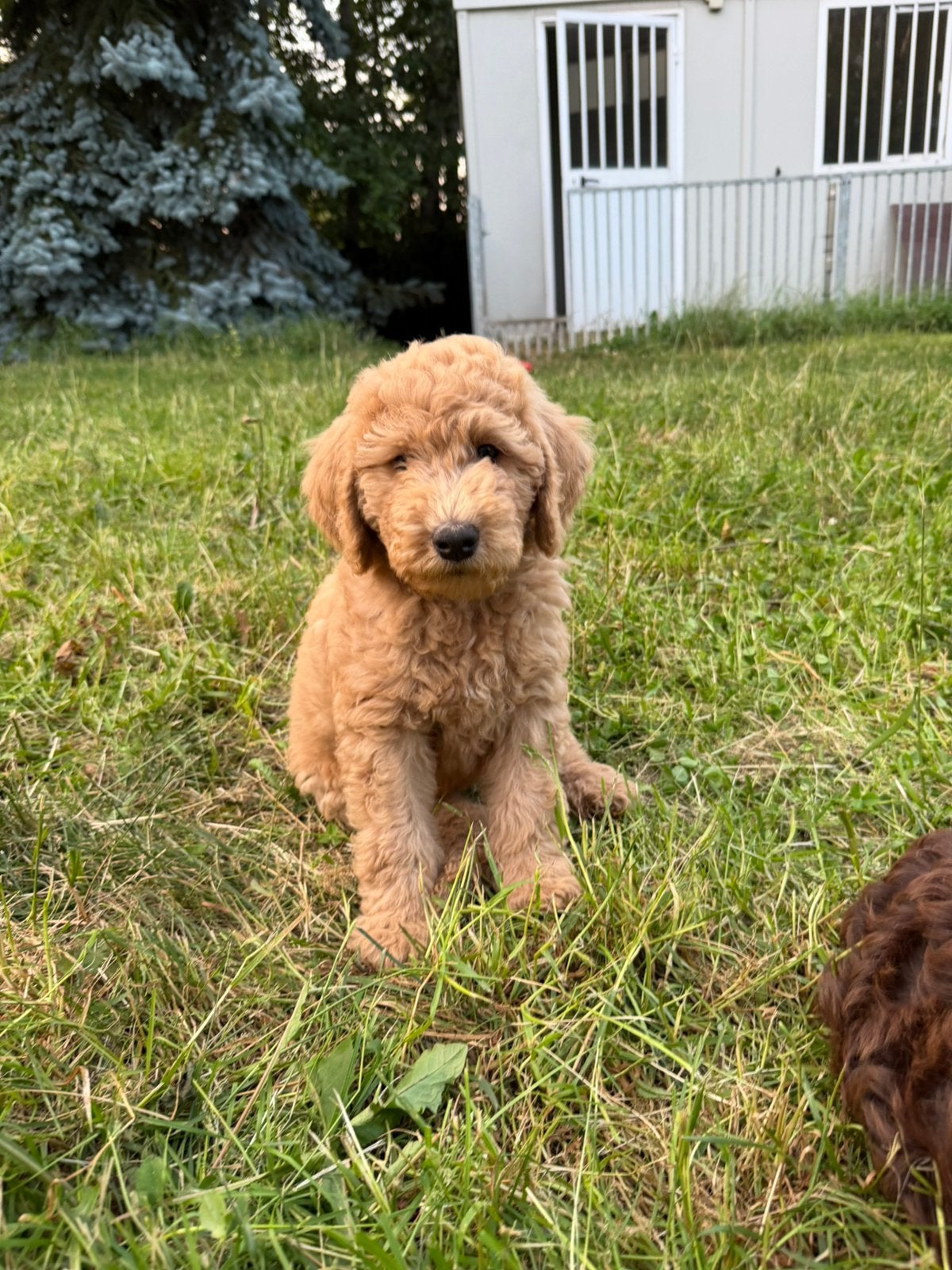 Mooie labradoodle pups!, Dieren en Toebehoren, Parvo, België, 8 tot 15 weken, Labrador retriever