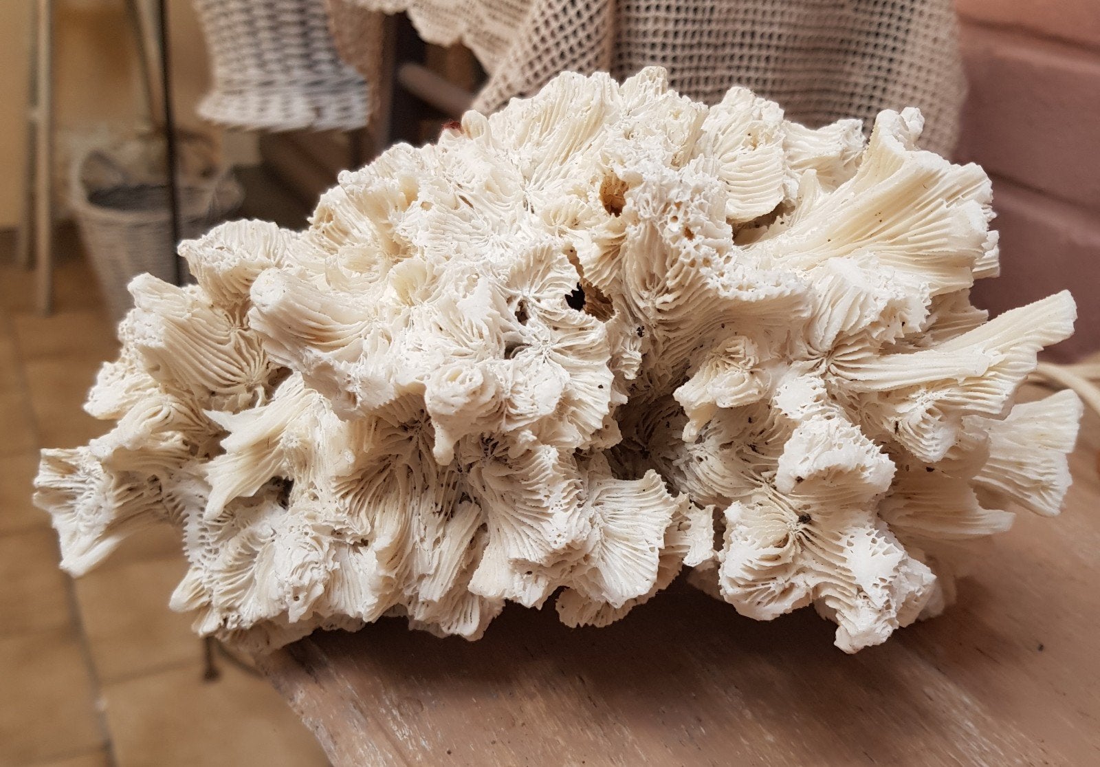 Corail de mer véritable blanc naturel, Enlèvement