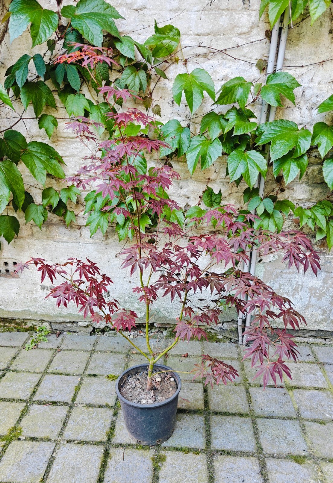 Acer palmatum / Japanse esdoorn, Tuin en Terras, Ophalen of Verzenden