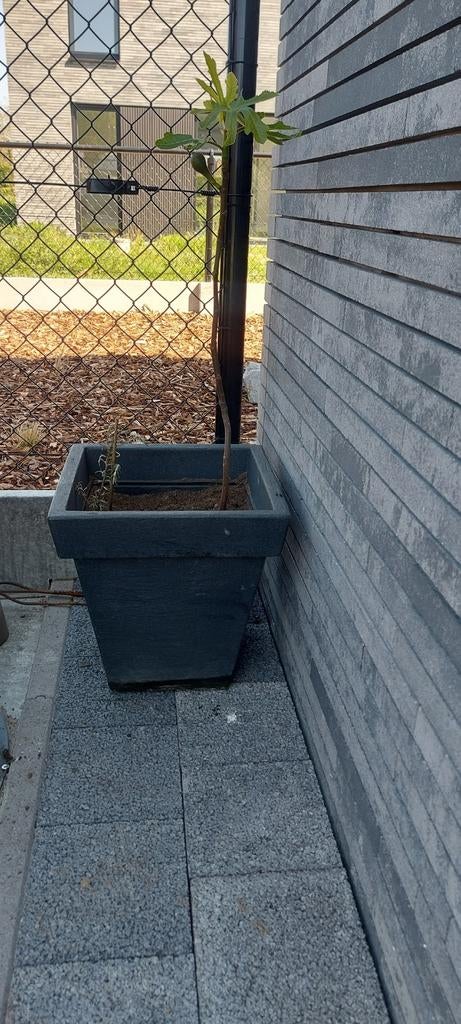 Figuier dans une jardinière, Enlèvement ou Envoi, Figuier