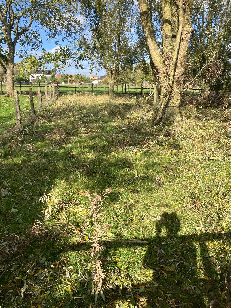 Wilgentakken, 6 m³ of meer, Ophalen, Overige houtsoorten, Takken