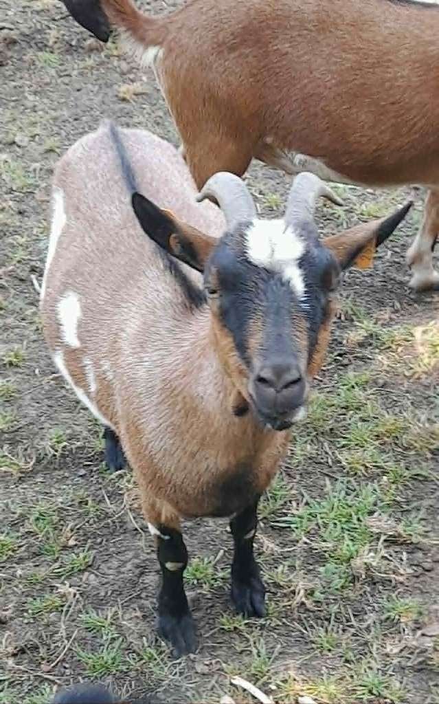 "Super lief mieke", Vrouwelijk, Geit, 0 tot 2 jaar