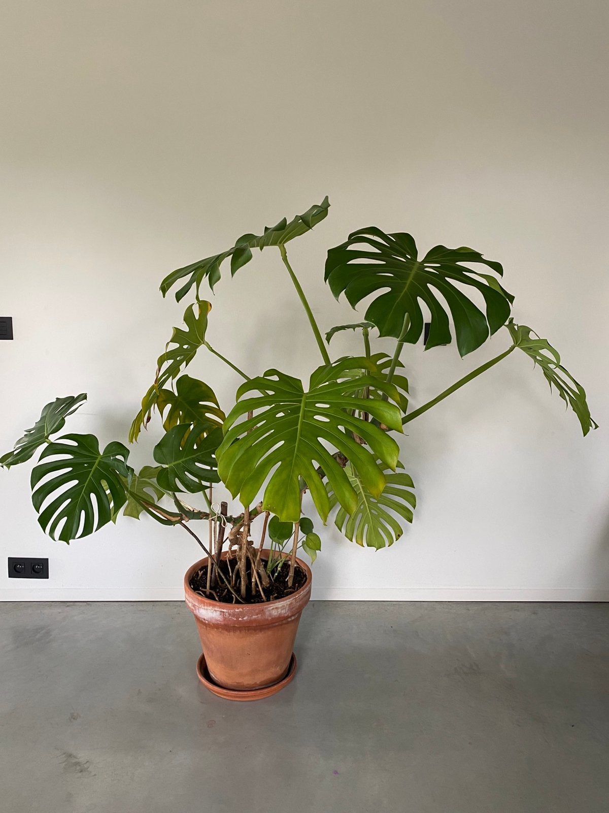 Monstera Deliciosa, Enlèvement
