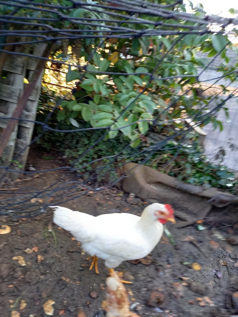 2 jonge hanen