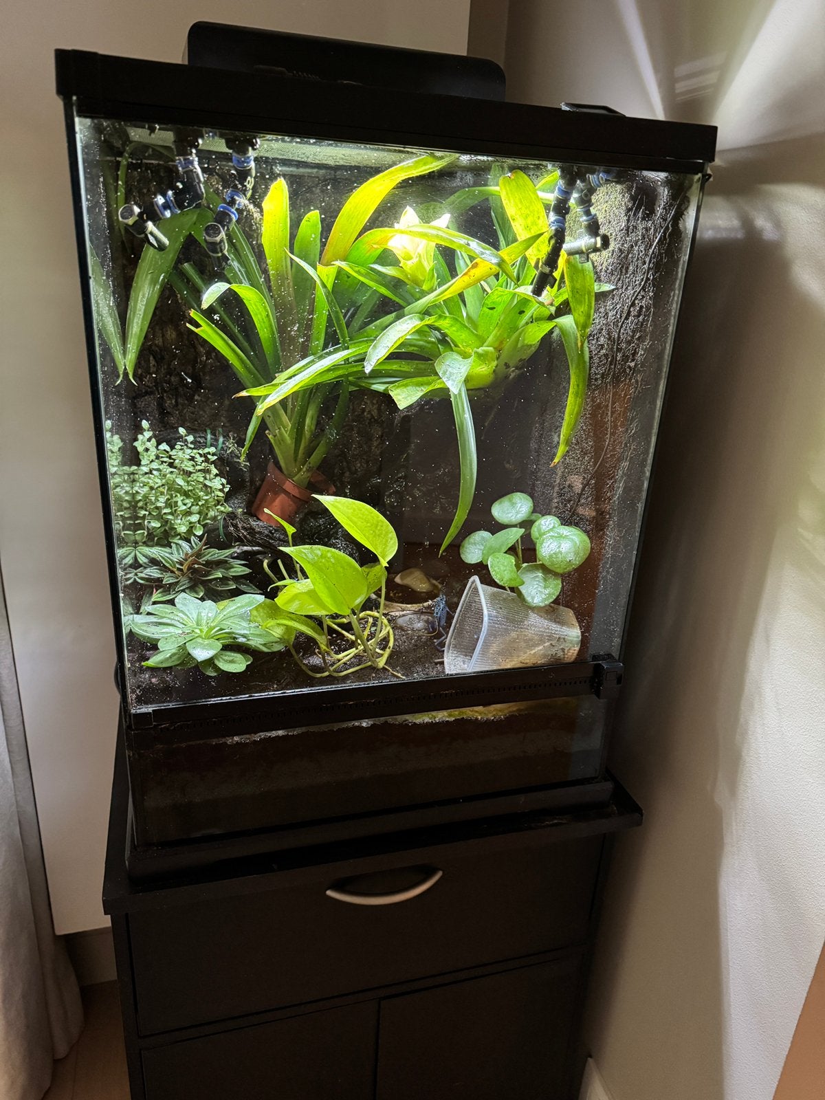 Paludarium, Animaux & Accessoires