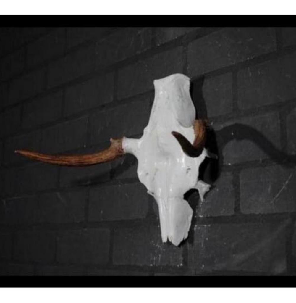 Eland Schedel Large Northern Elk Moose skull - Alces alces, Ophalen of Verzenden, Zo goed als nieuw, Schedel