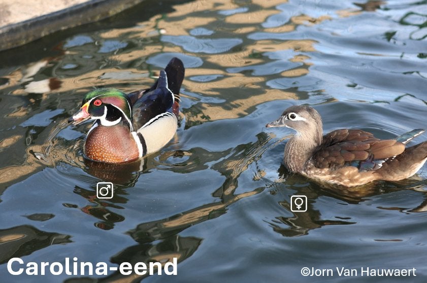 Siereenden - Carolina, Meerdere dieren, Eend